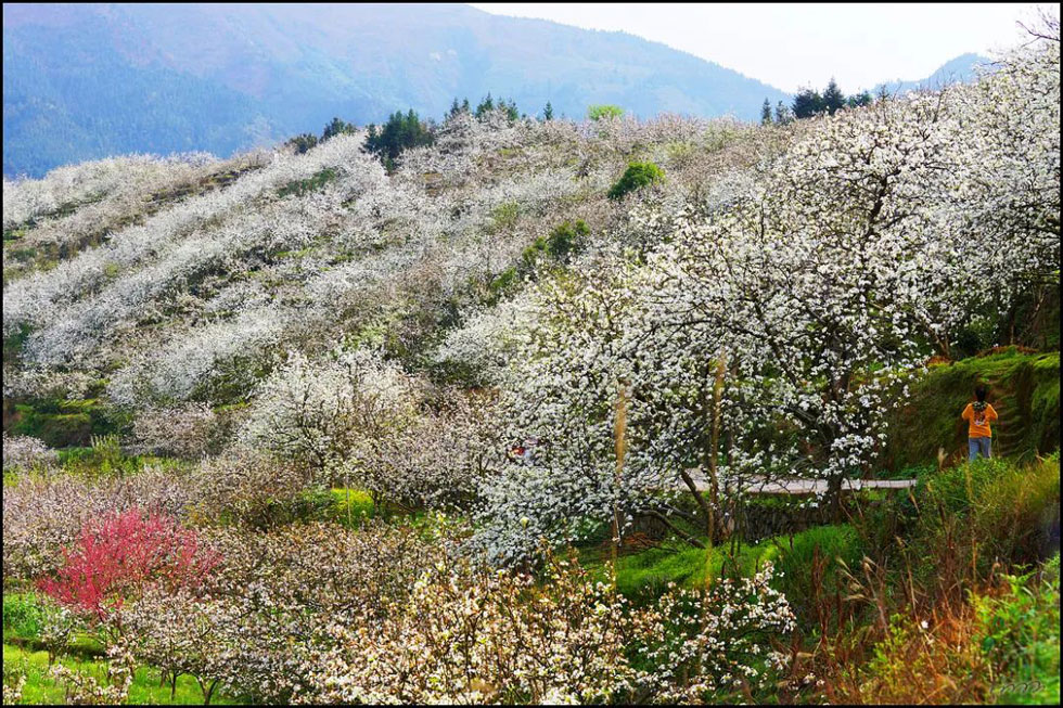 【春天,广西桂林灌阳县向您发出邀请!】我们在灌阳看梨花 - 游山玩水 - 黔西南生活社区 - 黔西南28生活网 qxn.28life.com