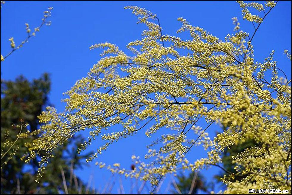 【春天,广西桂林灌阳县向您发出邀请!】米珠山前有片山苍子花在飘香 - 游山玩水 - 黔西南生活社区 - 黔西南28生活网 qxn.28life.com
