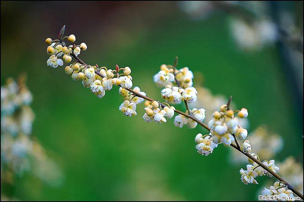 【春天,广西桂林灌阳县向您发出邀请!】米珠山前有片山苍子花在飘香 - 游山玩水 - 黔西南生活社区 - 黔西南28生活网 qxn.28life.com