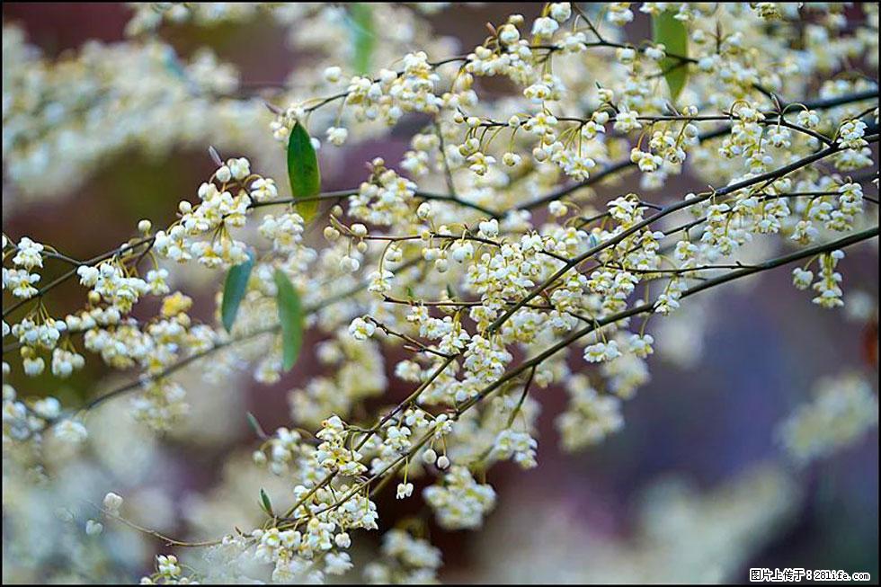 【春天,广西桂林灌阳县向您发出邀请!】米珠山前有片山苍子花在飘香 - 游山玩水 - 黔西南生活社区 - 黔西南28生活网 qxn.28life.com