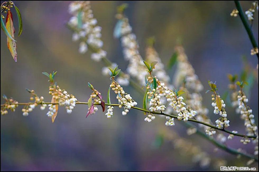 【春天,广西桂林灌阳县向您发出邀请!】米珠山前有片山苍子花在飘香 - 游山玩水 - 黔西南生活社区 - 黔西南28生活网 qxn.28life.com