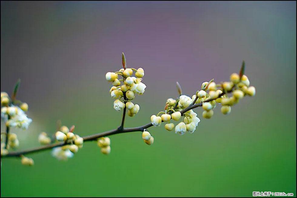 【春天,广西桂林灌阳县向您发出邀请!】米珠山前有片山苍子花在飘香 - 游山玩水 - 黔西南生活社区 - 黔西南28生活网 qxn.28life.com
