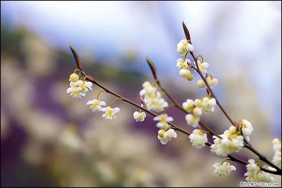【春天,广西桂林灌阳县向您发出邀请!】米珠山前有片山苍子花在飘香 - 游山玩水 - 黔西南生活社区 - 黔西南28生活网 qxn.28life.com