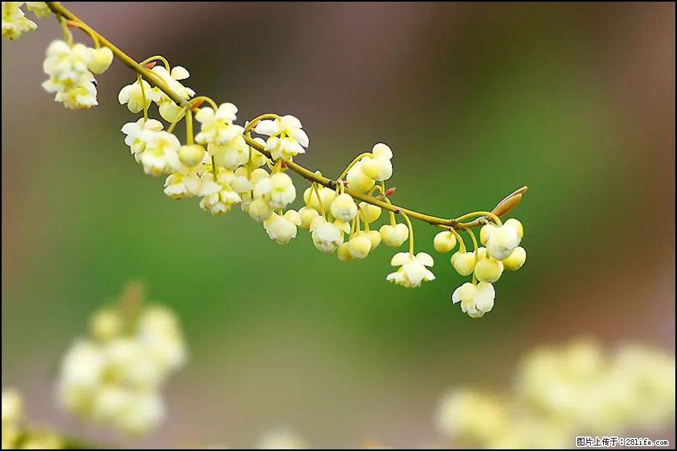 【春天,广西桂林灌阳县向您发出邀请!】米珠山前有片山苍子花在飘香 - 游山玩水 - 黔西南生活社区 - 黔西南28生活网 qxn.28life.com