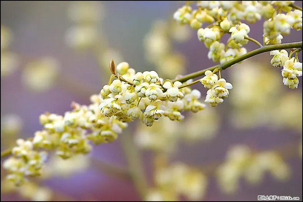 【春天,广西桂林灌阳县向您发出邀请!】米珠山前有片山苍子花在飘香 - 游山玩水 - 黔西南生活社区 - 黔西南28生活网 qxn.28life.com