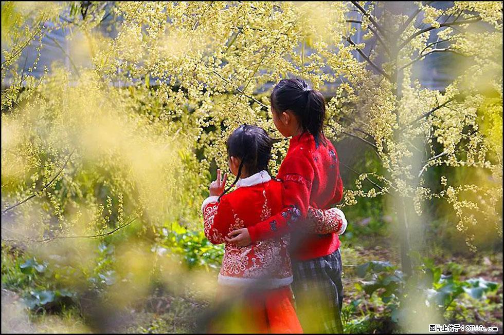 【春天,广西桂林灌阳县向您发出邀请!】米珠山前有片山苍子花在飘香 - 游山玩水 - 黔西南生活社区 - 黔西南28生活网 qxn.28life.com