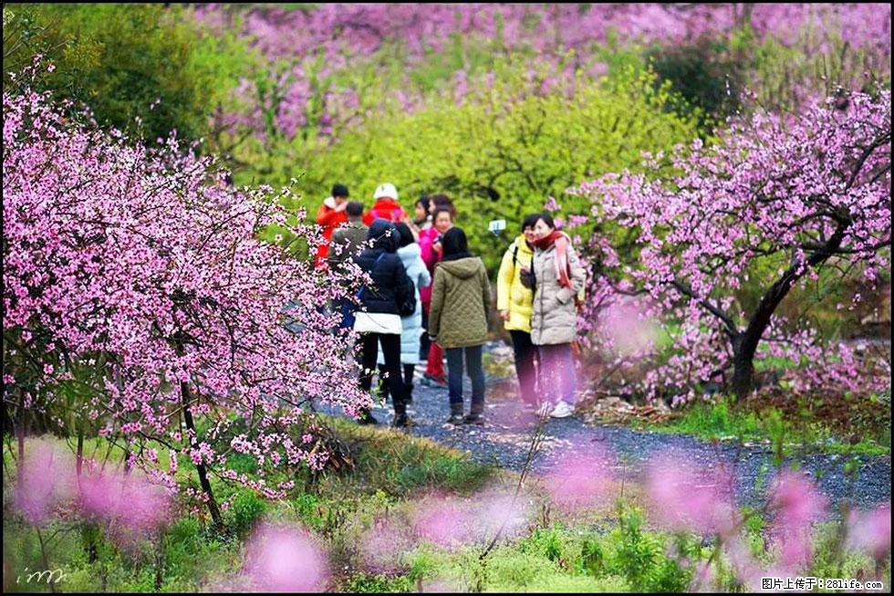 【春天,广西桂林灌阳县向您发出邀请!】官庄村有个醉美的桃花园 - 游山玩水 - 黔西南生活社区 - 黔西南28生活网 qxn.28life.com