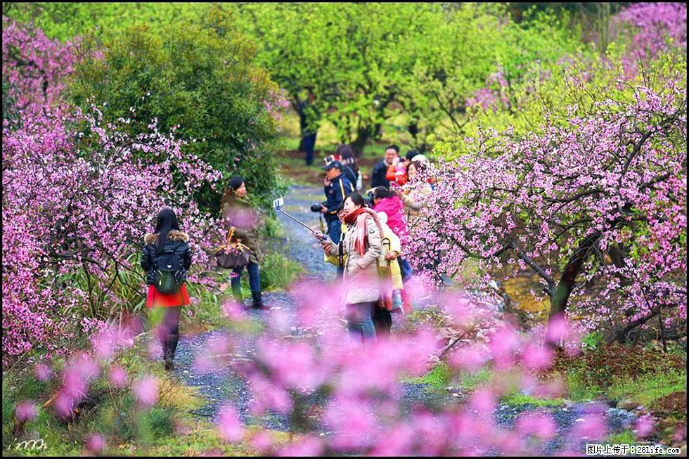 【春天,广西桂林灌阳县向您发出邀请!】官庄村有个醉美的桃花园 - 游山玩水 - 黔西南生活社区 - 黔西南28生活网 qxn.28life.com