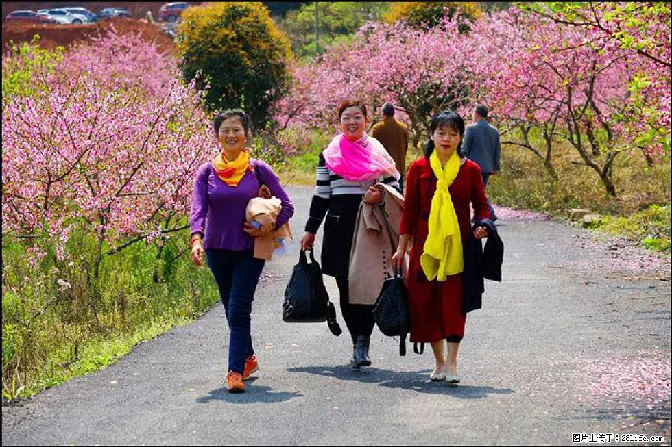 【春天,广西桂林灌阳县向您发出邀请!】官庄村有个醉美的桃花园 - 游山玩水 - 黔西南生活社区 - 黔西南28生活网 qxn.28life.com