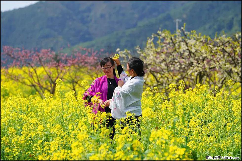 【春天,广西桂林灌阳县向您发出邀请!】长坪村油菜盛情花开 - 游山玩水 - 黔西南生活社区 - 黔西南28生活网 qxn.28life.com