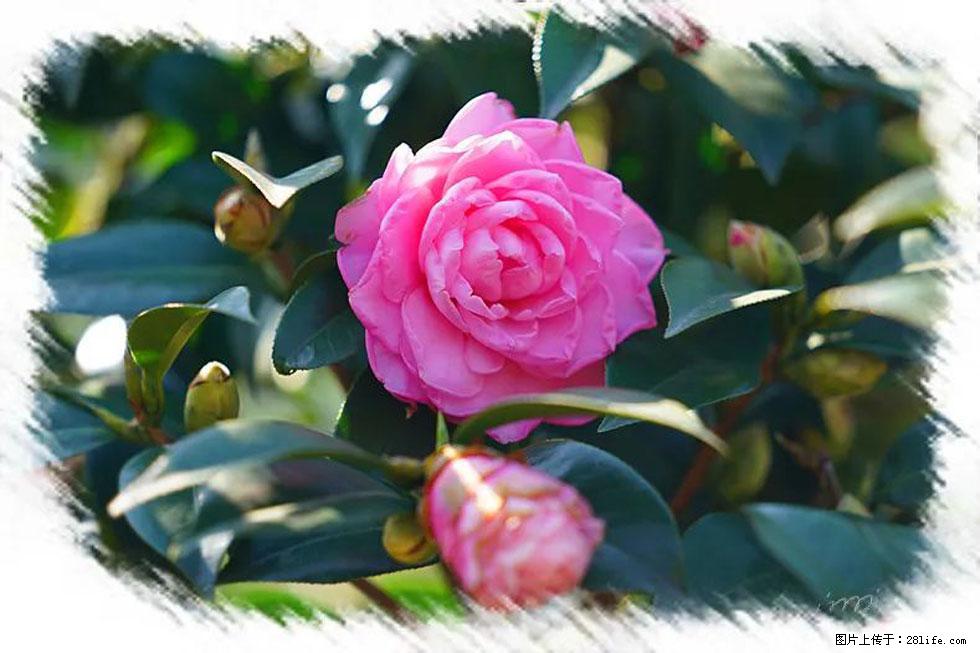 【春天,广西桂林灌阳县向您发出邀请!】杨柳井茶花惹人爱 - 游山玩水 - 黔西南生活社区 - 黔西南28生活网 qxn.28life.com