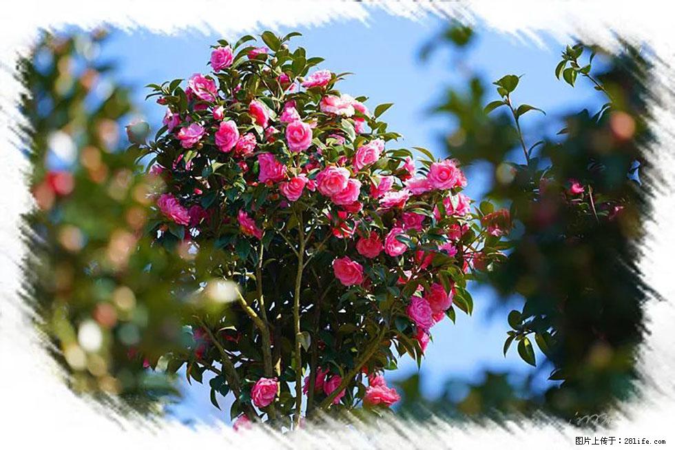 【春天,广西桂林灌阳县向您发出邀请!】杨柳井茶花惹人爱 - 游山玩水 - 黔西南生活社区 - 黔西南28生活网 qxn.28life.com