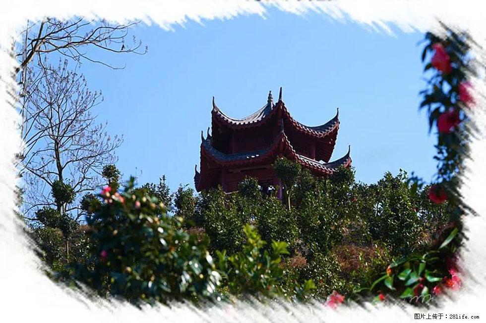【春天,广西桂林灌阳县向您发出邀请!】杨柳井茶花惹人爱 - 游山玩水 - 黔西南生活社区 - 黔西南28生活网 qxn.28life.com