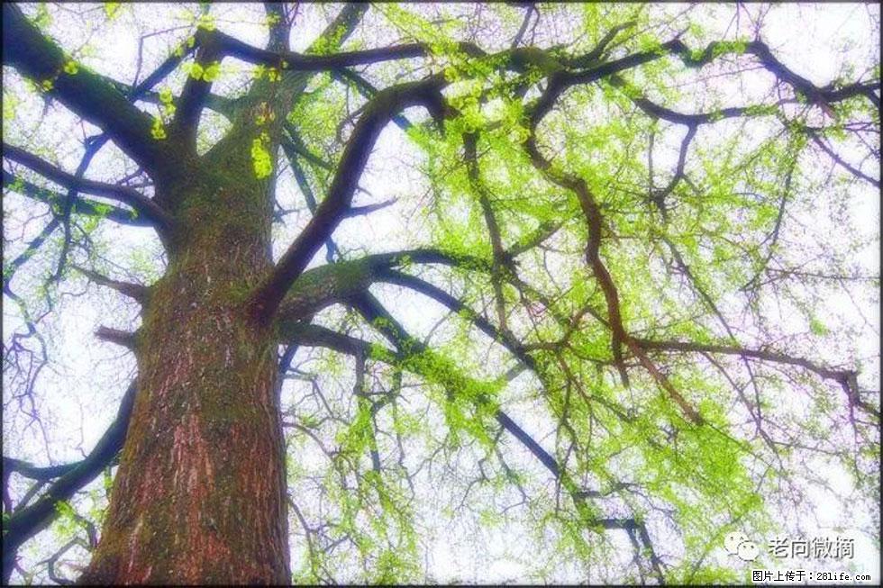 【春天，广西桂林灌阳县向您发出邀请！】在小龙村与春天约会 - 游山玩水 - 黔西南生活社区 - 黔西南28生活网 qxn.28life.com