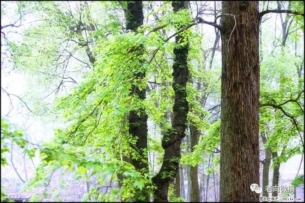 【春天，广西桂林灌阳县向您发出邀请！】在小龙村与春天约会 - 游山玩水 - 黔西南生活社区 - 黔西南28生活网 qxn.28life.com