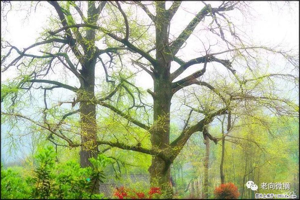 【春天，广西桂林灌阳县向您发出邀请！】在小龙村与春天约会 - 游山玩水 - 黔西南生活社区 - 黔西南28生活网 qxn.28life.com