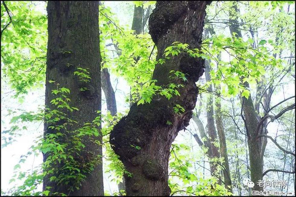 【春天，广西桂林灌阳县向您发出邀请！】在小龙村与春天约会 - 游山玩水 - 黔西南生活社区 - 黔西南28生活网 qxn.28life.com