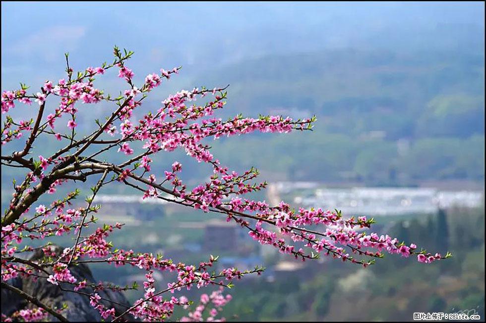【春天,广西桂林灌阳县向您发出邀请!】望月岭上桃花开 - 游山玩水 - 黔西南生活社区 - 黔西南28生活网 qxn.28life.com