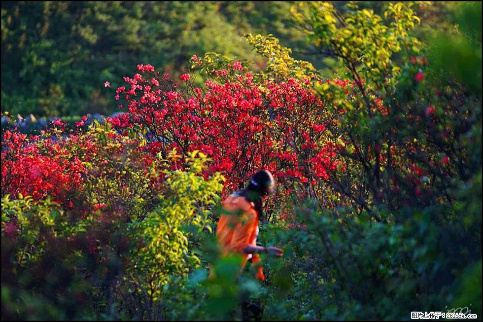 【春天,广西桂林灌阳县向您发出邀请!】春木界上映山红 - 游山玩水 - 黔西南生活社区 - 黔西南28生活网 qxn.28life.com