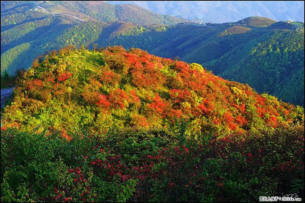 【春天,广西桂林灌阳县向您发出邀请!】春木界上映山红 - 游山玩水 - 黔西南生活社区 - 黔西南28生活网 qxn.28life.com