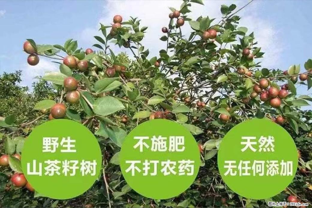 【灌阳县油茶产业示范区】一个有着充实的精神生活的人,对待身外之物自会有一种淡泊的态度 - 美食天地 - 黔西南生活社区 - 黔西南28生活网 qxn.28life.com