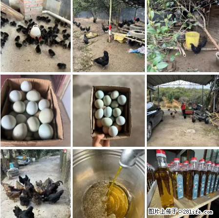 油茶园从小鸡仔开始养起的纯土鸡、土鸡蛋可以预定啦!还有前几天刚榨的纯山茶油哦 - 美食天地 - 黔西南生活社区 - 黔西南28生活网 qxn.28life.com