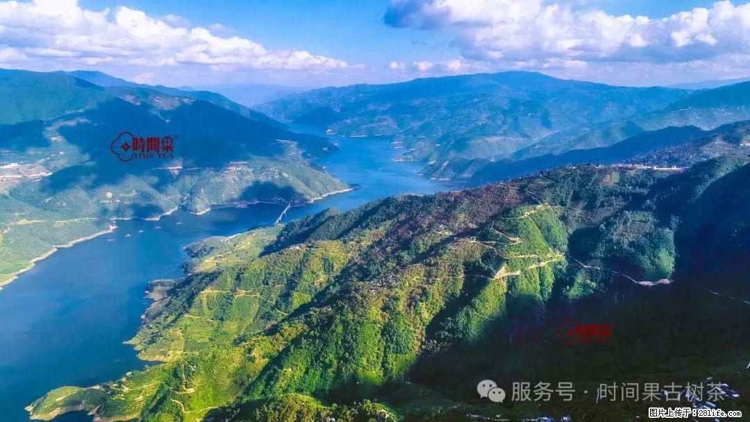 时间果百年古树龙珠普洱生茶 - 购物交流 - 黔西南生活社区 - 黔西南28生活网 qxn.28life.com