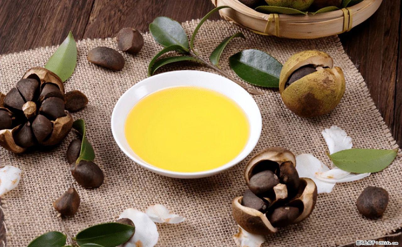 揭秘茶油的5大核心营养成分!被称为人体健康的“守护盾”! - 黔西南生活资讯 - 黔西南28生活网 qxn.28life.com