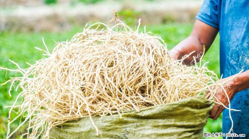 堪称“最难吃”的蔬菜,却是 “抗辐射神器”,还能护肺、清热、止咳化痰! - 黔西南生活资讯 - 黔西南28生活网 qxn.28life.com