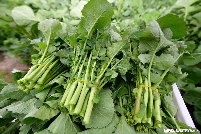 这些蔬菜是“天然钙片”，这6种被医生重点推荐 - 黔西南生活资讯 - 黔西南28生活网 qxn.28life.com
